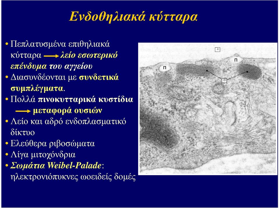 Πολλά πινοκυτταρικά κυστίδια µεταφορά ουσιών Λείο και αδρό ενδοπλασµατικό