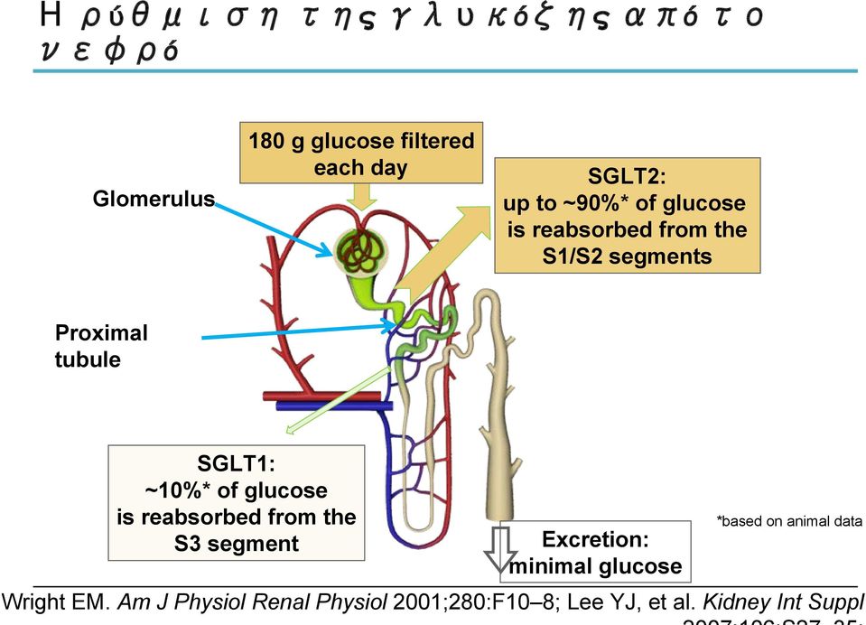 glucose is reabsorbed from the S3 segment Excretion: minimal glucose *based on animal data