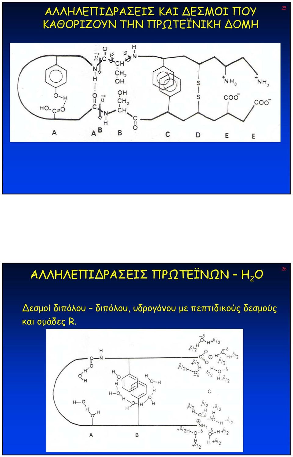 ΠΡΩΤΕΪΝΩΝ H 2 O 26 εσµοί διπόλου διπόλου,
