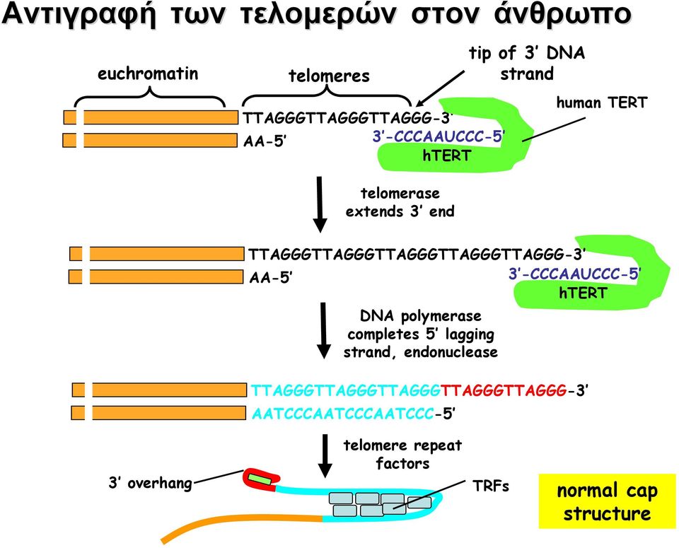 TTAGGGTTAGGGTTAGGGTTAGGGTTAGGG- AA- -CCCAAUCCC- htert DNA polymerase completes lagging