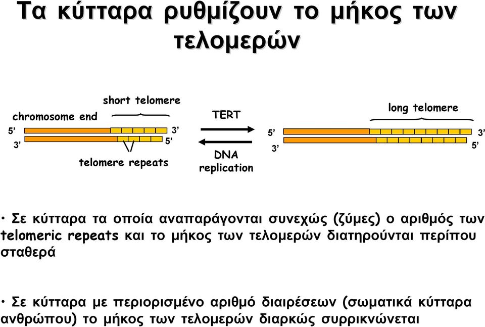 αριθμόςτων telomeric repeats και το μήκος των τελομερών διατηρούνται περίπου σταθερά Σε
