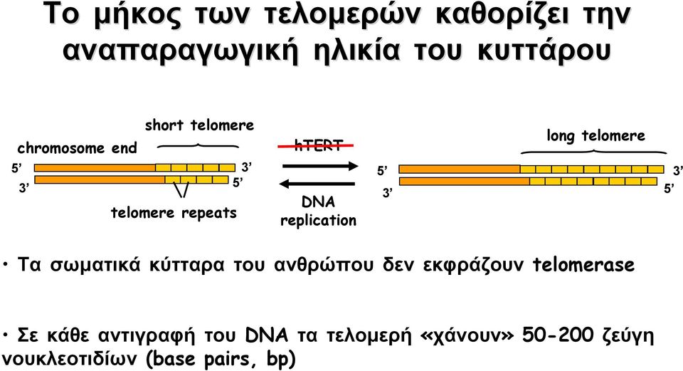 telomere Τα σωματικά κύτταρα του ανθρώπου δεν εκφράζουν telomerase Σε κάθε