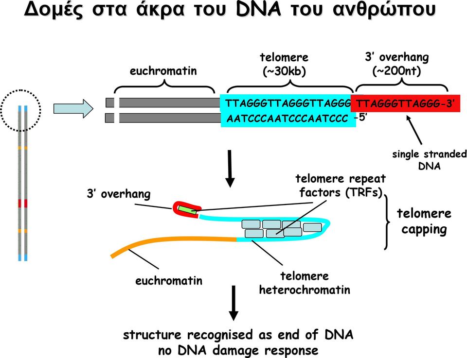 telomere repeat factors (TRFs) single stranded DNA telomere capping
