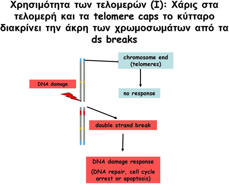 breaks chromosome end (telomeres) DNA damage no response double