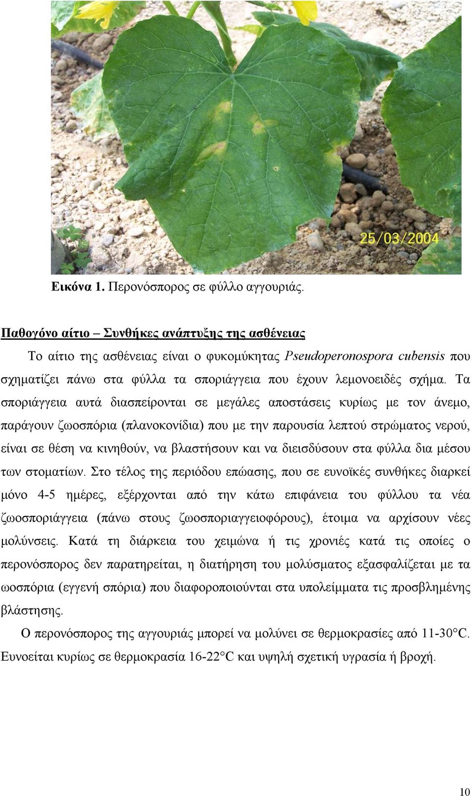 Τα σποριάγγεια αυτά διασπείρονται σε µεγάλες αποστάσεις κυρίως µε τον άνεµο, παράγουν ζωοσπόρια (πλανοκονίδια) που µε την παρουσία λεπτού στρώµατος νερού, είναι σε θέση να κινηθούν, να βλαστήσουν και