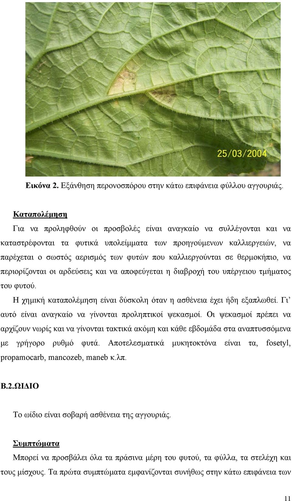 καλλιεργούνται σε θερµοκήπιο, να περιορίζονται οι αρδεύσεις και να αποφεύγεται η διαβροχή του υπέργειου τµήµατος του φυτού. Η χηµική καταπολέµηση είναι δύσκολη όταν η ασθένεια έχει ήδη εξαπλωθεί.