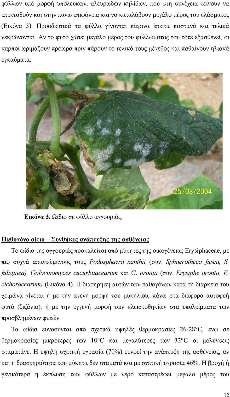 Αν το φυτό χάσει µεγάλο µέρος του φυλλώµατος του τότε εξασθενεί, οι καρποί ωριµάζουν πρόωρα πριν πάρουν το τελικό τους µέγεθος και παθαίνουν ηλιακά εγκαύµατα. Εικόνα 3. Ωίδιο σε φύλλο αγγουριάς.