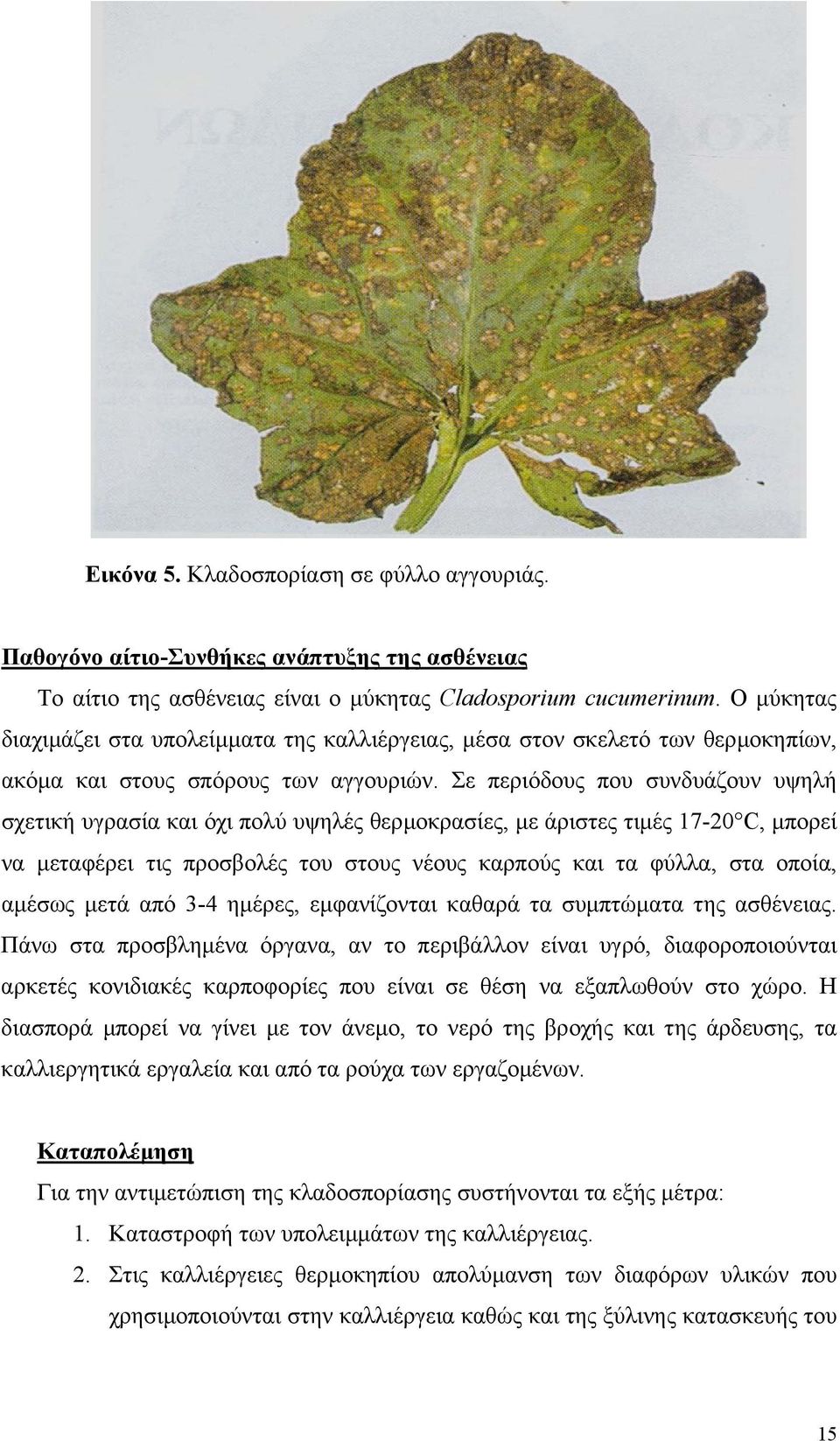 Σε περιόδους που συνδυάζουν υψηλή σχετική υγρασία και όχι πολύ υψηλές θερµοκρασίες, µε άριστες τιµές 17-20 C, µπορεί να µεταφέρει τις προσβολές του στους νέους καρπούς και τα φύλλα, στα οποία, αµέσως