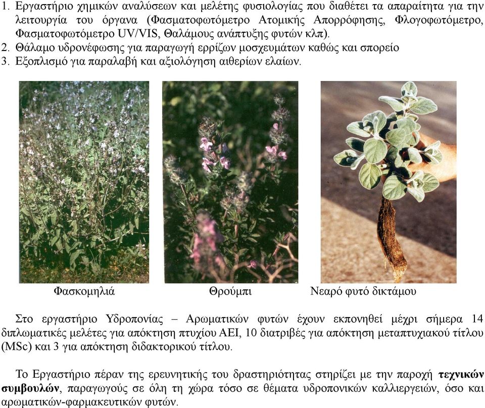 Φασκομηλιά Θρούμπι Νεαρό φυτό δικτάμου Στο εργαστήριο Υδροπονίας Αρωματικών φυτών έχουν εκπονηθεί μέχρι σήμερα 14 διπλωματικές μελέτες για απόκτηση πτυχίου ΑΕΙ, 10 διατριβές για απόκτηση