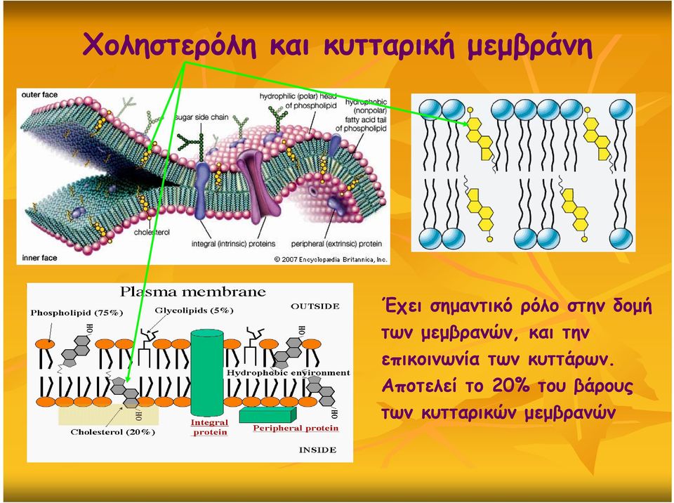 και την επικοινωνία των κυττάρων.