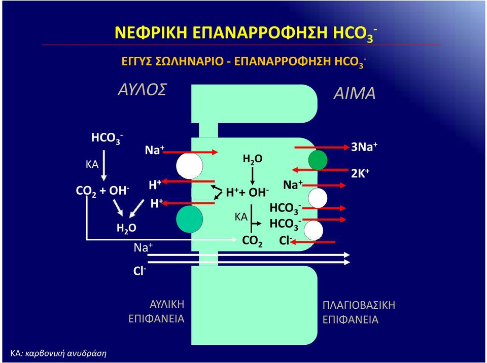 O H 2 O H + + OH ΚA CO 2 3Na + 2K + Na + HCO 3 HCO 3 Cl Cl