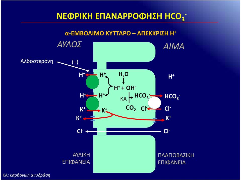 + + OH Η + HCO 3 HCO 3 ΚA Κ + Κ + CO 2 Cl Κ + Cl Κ + Cl