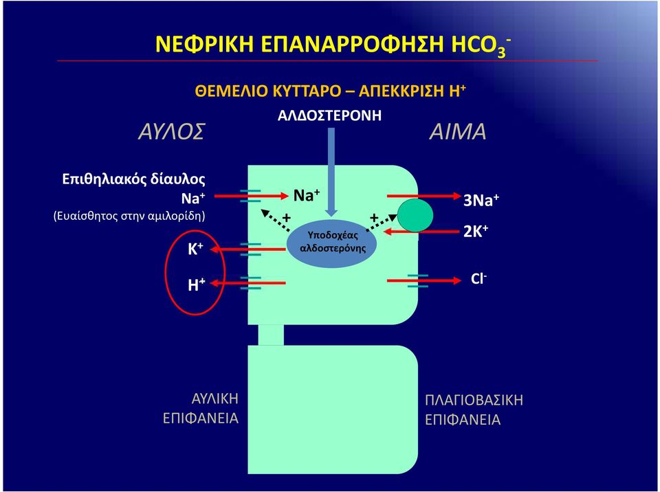 (Ευαίσθητος στην αμιλορίδη) Κ + H + Na+ + + Υποδοχέας