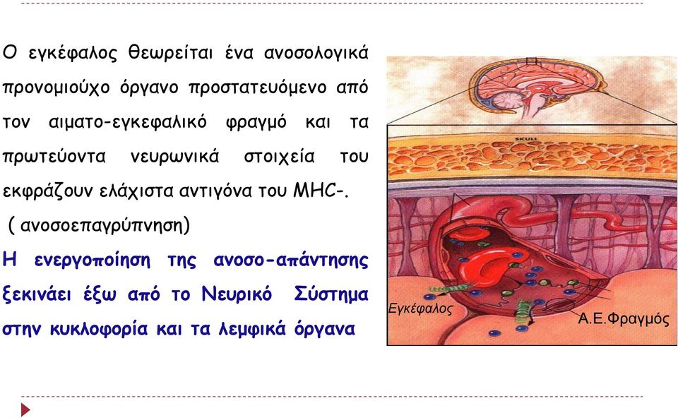 ελάχιστα αντιγόνα του MHC-.
