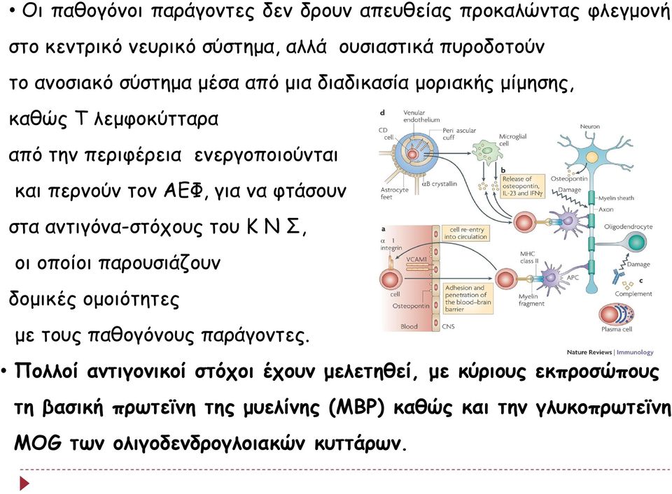 γιαναφτάσουν στα αντιγόνα-στόχους του Κ Ν Σ, οι οποίοι παρουσιάζουν δομικές ομοιότητες με τους παθογόνους παράγοντες.
