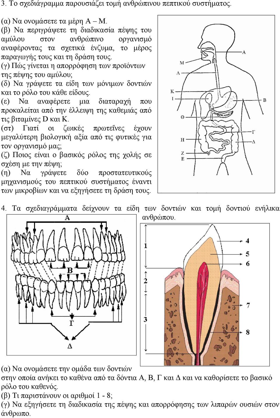 (γ) Πώς γίνεται η απορρόφηση των προϊόντων της πέψης του αμύλου; (δ) Να γράψετε τα είδη των μόνιμων δοντιών και το ρόλο του κάθε είδους.