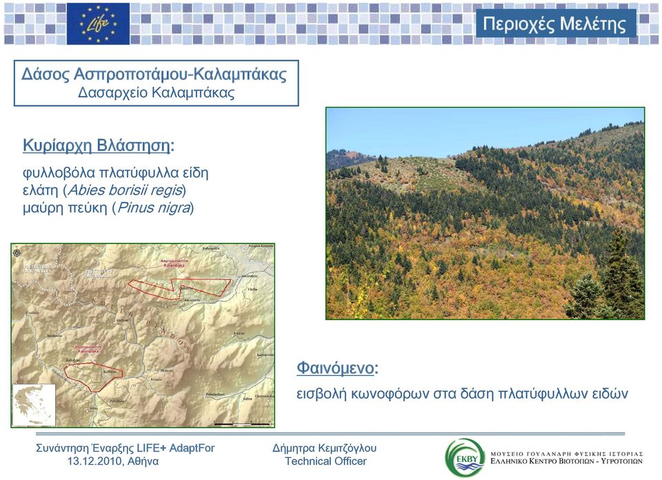 (Pinus nigra) Φαινόμενο: εισβολή κωνοφόρων στα δάση πλατύφυλλων ειδών
