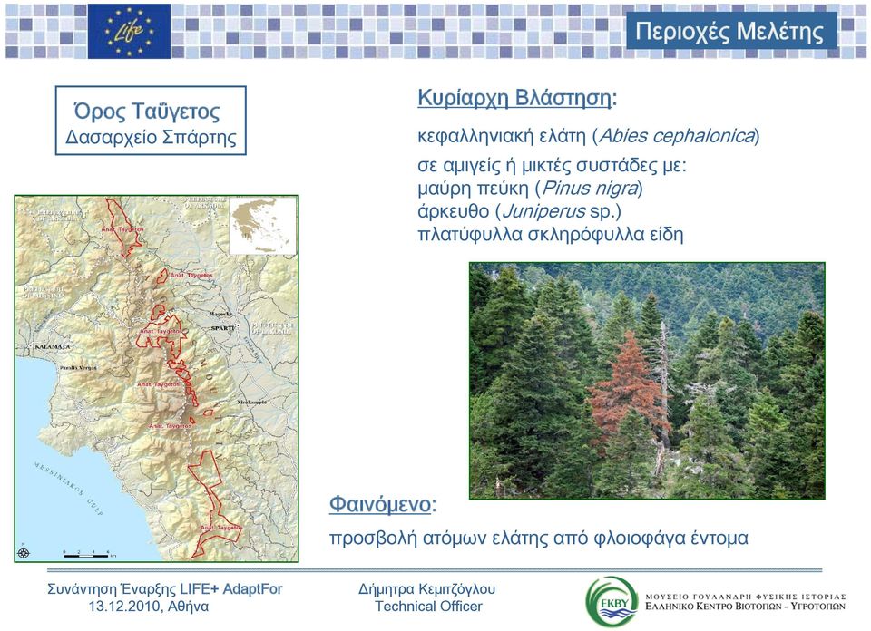(Juniperus sp.