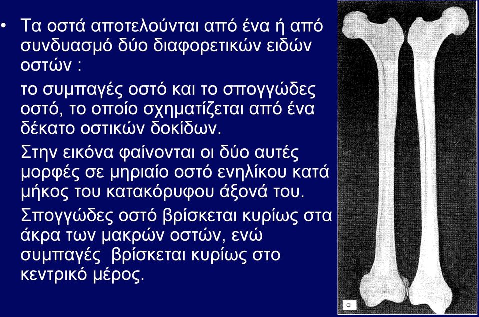 Στην εικόνα φαίνονται οι δύο αυτές μορφές σε μηριαίο οστό ενηλίκου κατά μήκος του κατακόρυφου