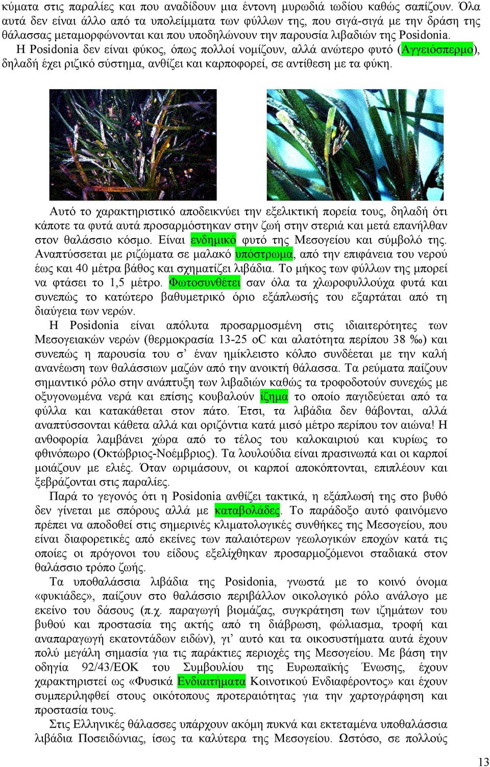 Η Posidonia δεν είναι φύκος, όπως πολλοί νοµίζουν, αλλά ανώτερο φυτό (Αγγειόσπερµο), δηλαδή έχει ριζικό σύστηµα, ανθίζει και καρποφορεί, σε αντίθεση µε τα φύκη.