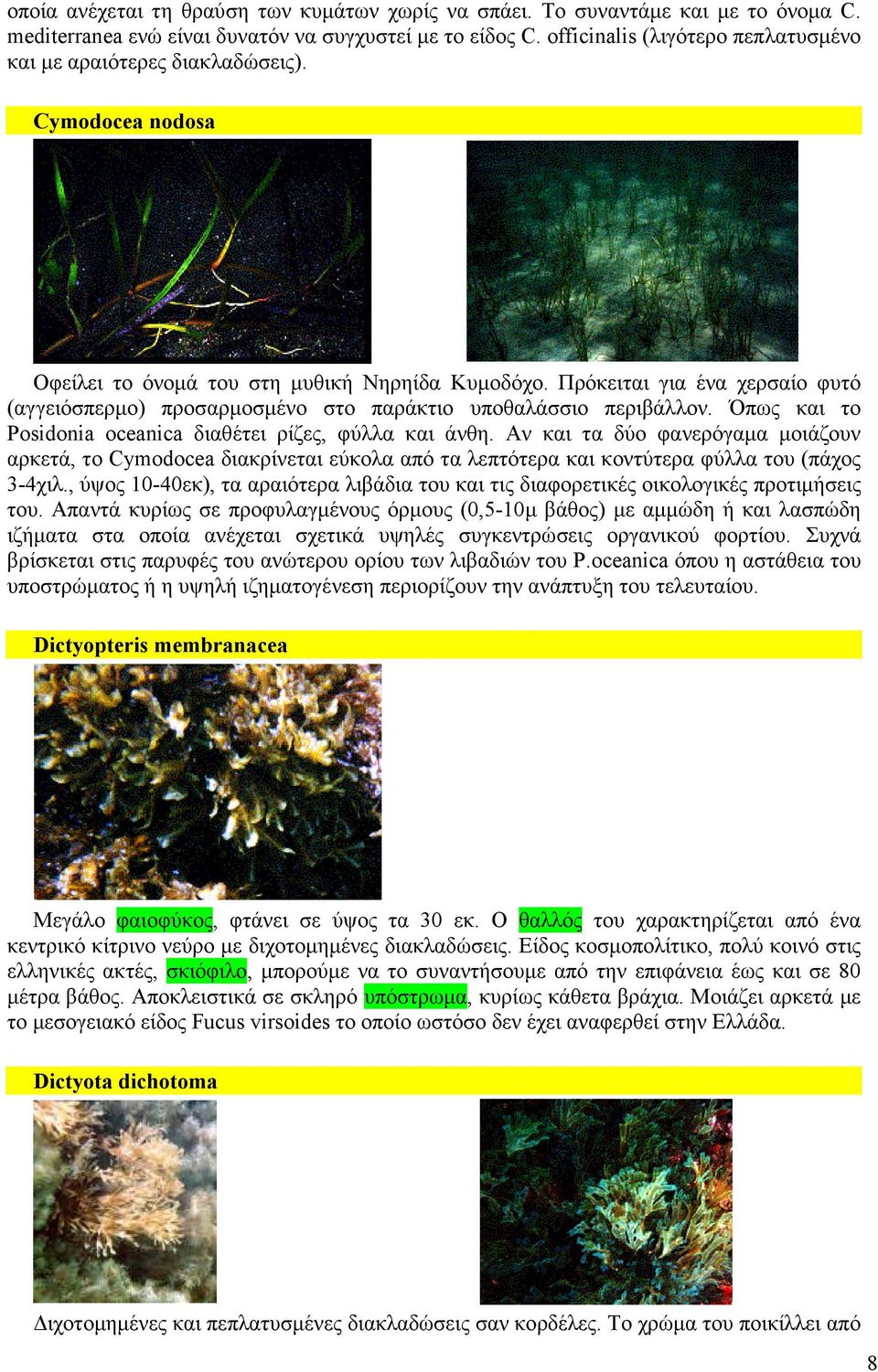 Πρόκειται για ένα χερσαίο φυτό (αγγειόσπερµο) προσαρµοσµένο στο παράκτιο υποθαλάσσιο περιβάλλον. Όπως και το Posidonia oceanica διαθέτει ρίζες, φύλλα και άνθη.