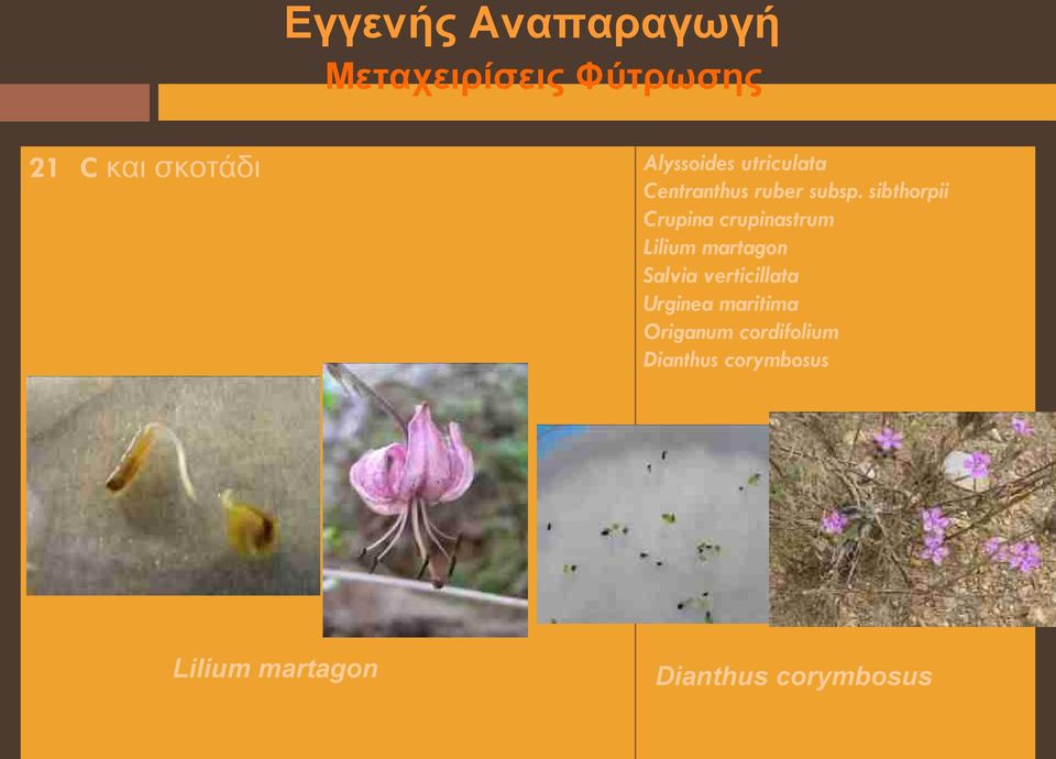 sibthorpii Crupina crupinastrum Lilium martagon Salvia