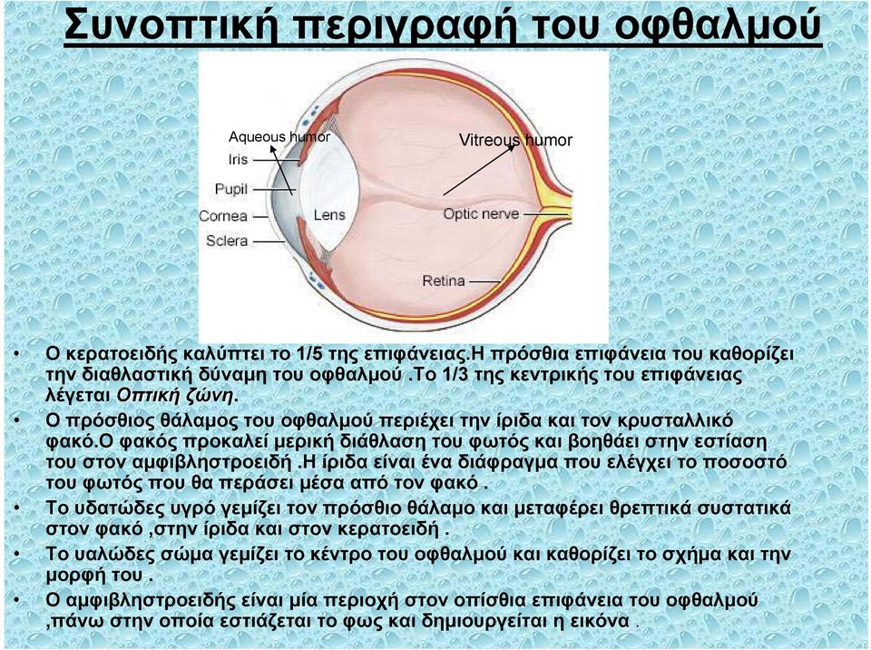 ο φακός προκαλεί μερική διάθλαση του φωτός και βοηθάει στην εστίαση του στον αμφιβληστροειδή.η ίριδα είναι ένα διάφραγμα που ελέγχει το ποσοστό του φωτός που θα περάσει μέσα από τον φακό.