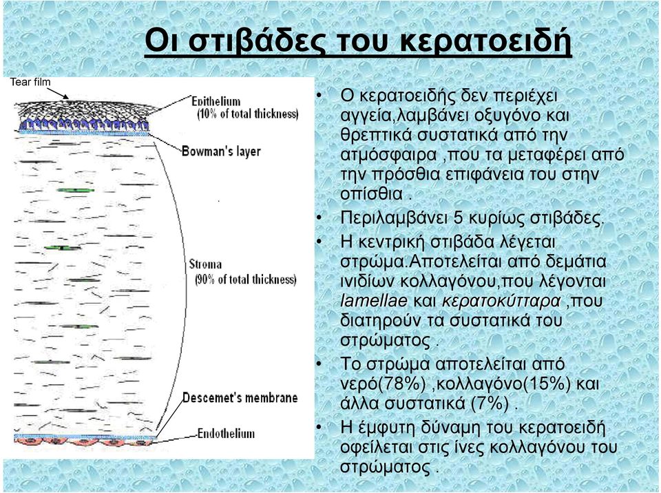 αποτελείται από δεμάτια ινιδίων κολλαγόνου,που λέγονται lamellae και κερατοκύτταρα,που διατηρούν τα συστατικά του στρώματος.