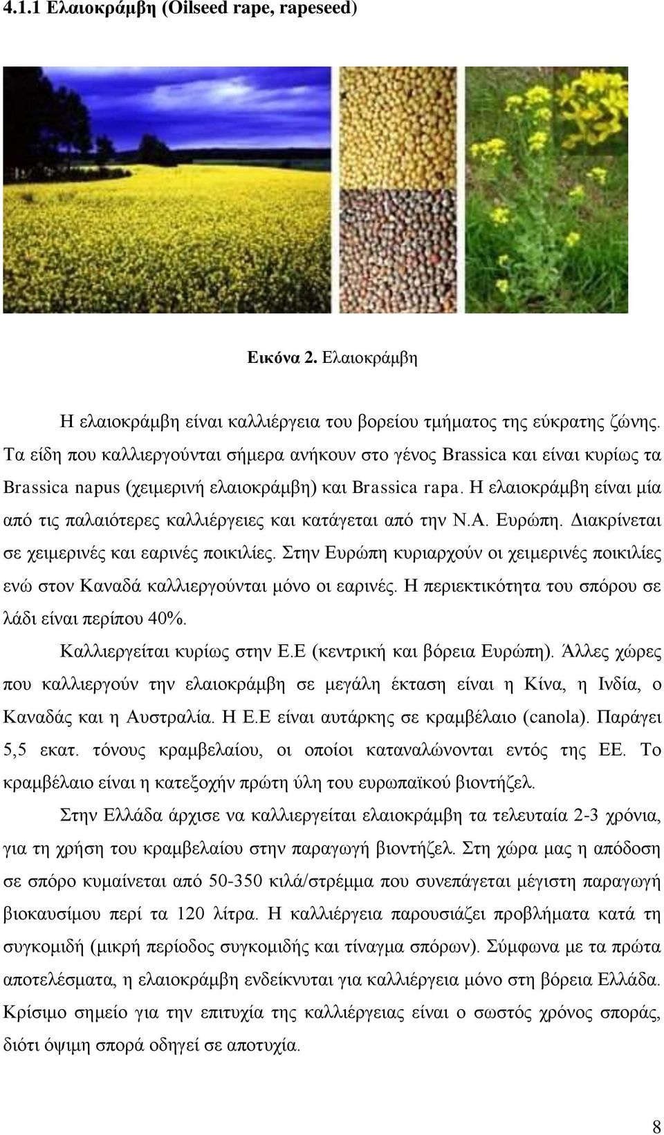 Η ελαιοκράμβη είναι μία από τις παλαιότερες καλλιέργειες και κατάγεται από την Ν.Α. Ευρώπη. Διακρίνεται σε χειμερινές και εαρινές ποικιλίες.