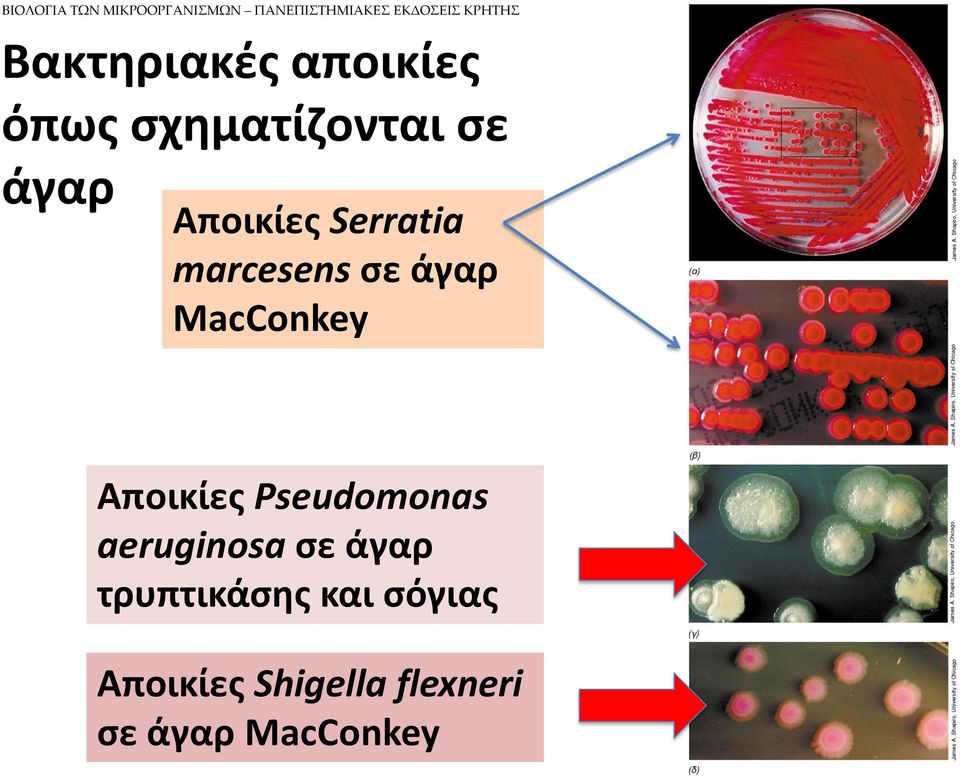 marcesens σε άγαρ MacConkey Αποικίες Pseudomonas aeruginosa σε
