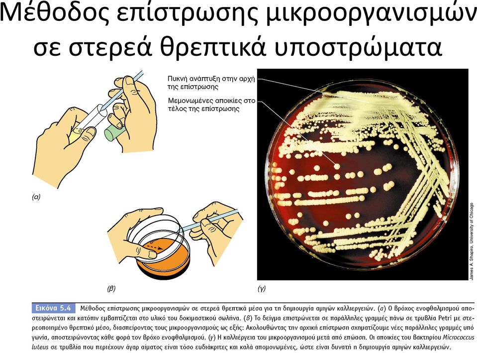 μικροοργανισμών