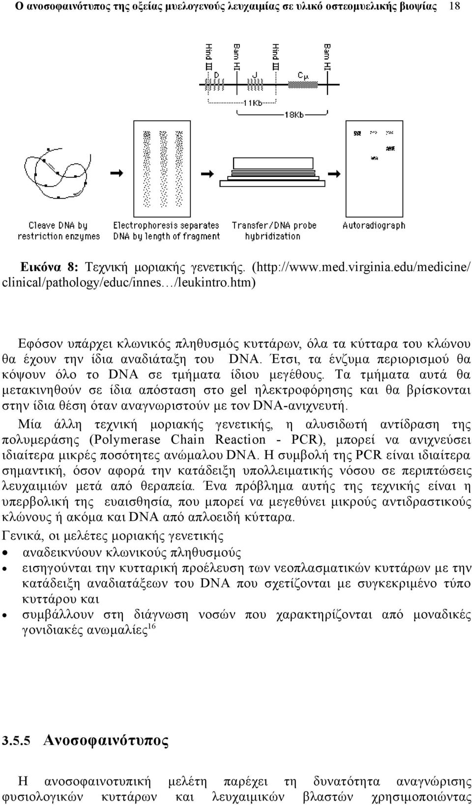 Τα τμήματα αυτά θα μετακινηθούν σε ίδια απόσταση στο gel ηλεκτροφόρησης και θα βρίσκονται στην ίδια θέση όταν αναγνωριστούν με τον DNA-ανιχνευτή.