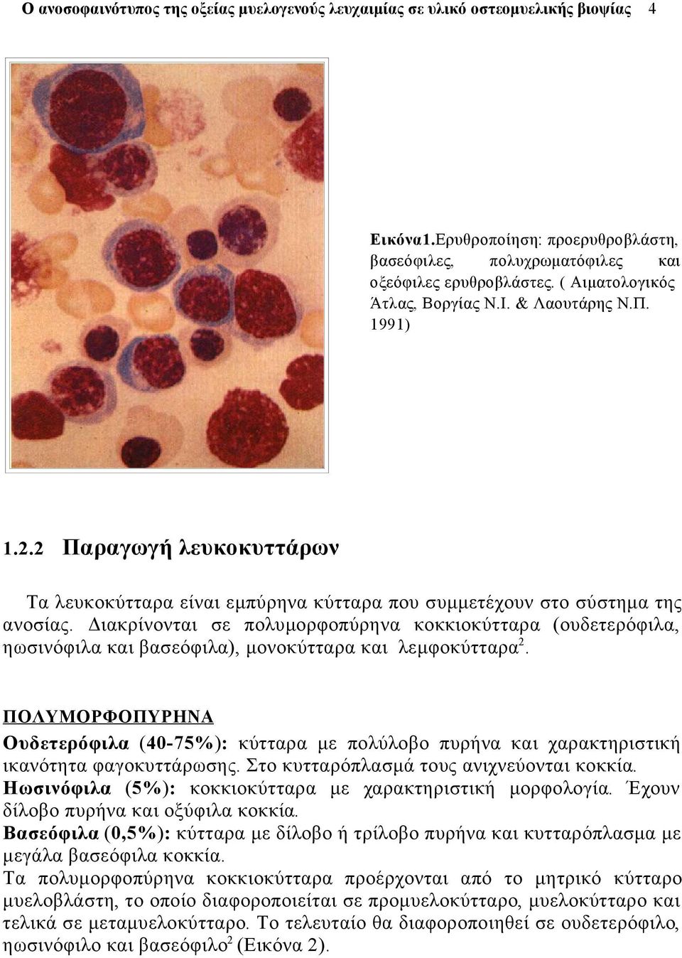Διακρίνονται σε πολυμορφοπύρηνα κοκκιοκύτταρα (ουδετερόφιλα, ηωσινόφιλα και βασεόφιλα), μονοκύτταρα και λεμφοκύτταρα 2.