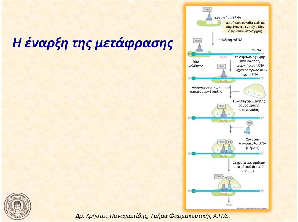 υπομονάδας/ εναρκτήριου!trna! ψάχνει!το!πρώτο!aug! του!mrna!! Απομάκρυνση!των! παραγόντων!έναρξης!
