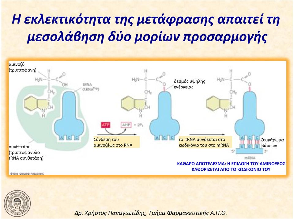 Σύνδεση!του! αμινοξέως!στο!rna! το!!trna!συνδέεται!στο! κωδικόνιο!του!στο!mrna!