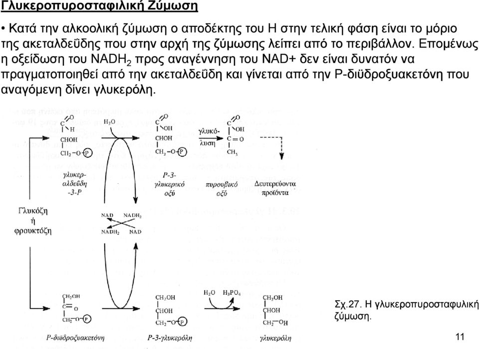 Εποµένως η οξείδωση του NADH 2 προς αναγέννηση του NAD+ δεν είναι δυνατόν να πραγµατοποιηθεί από