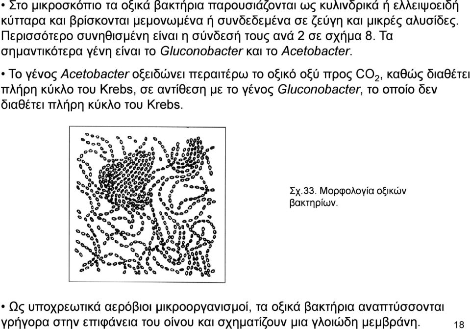 Το γένος Acetobacter οξειδώνει περαιτέρω το οξικό οξύ προς CO 2, καθώς διαθέτει πλήρη κύκλο του Krebs, σε αντίθεση µε το γένος Gluconobacter, το οποίο δεν