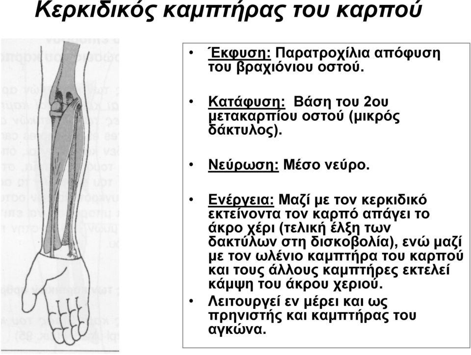 Ενέργεια: Μαζί με τον κερκιδικό εκτείνοντα τον καρπό απάγει το άκρο χέρι (τελική έλξη των δακτύλων στη