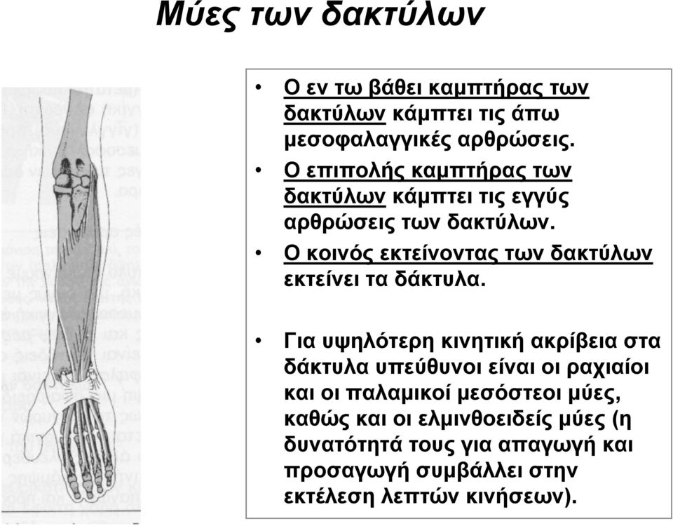 Ο κοινός εκτείνοντας των δακτύλων εκτείνει τα δάκτυλα.