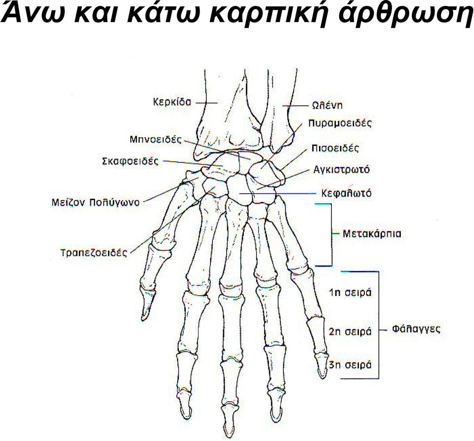 καρπική