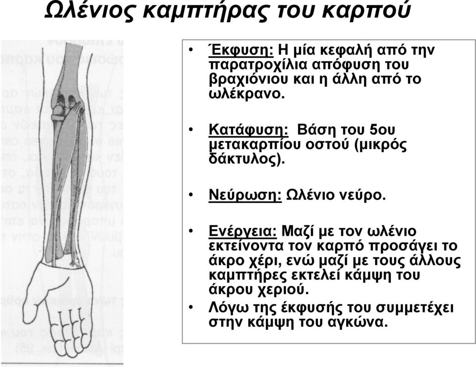 Νεύρωση: Ωλένιο νεύρο.