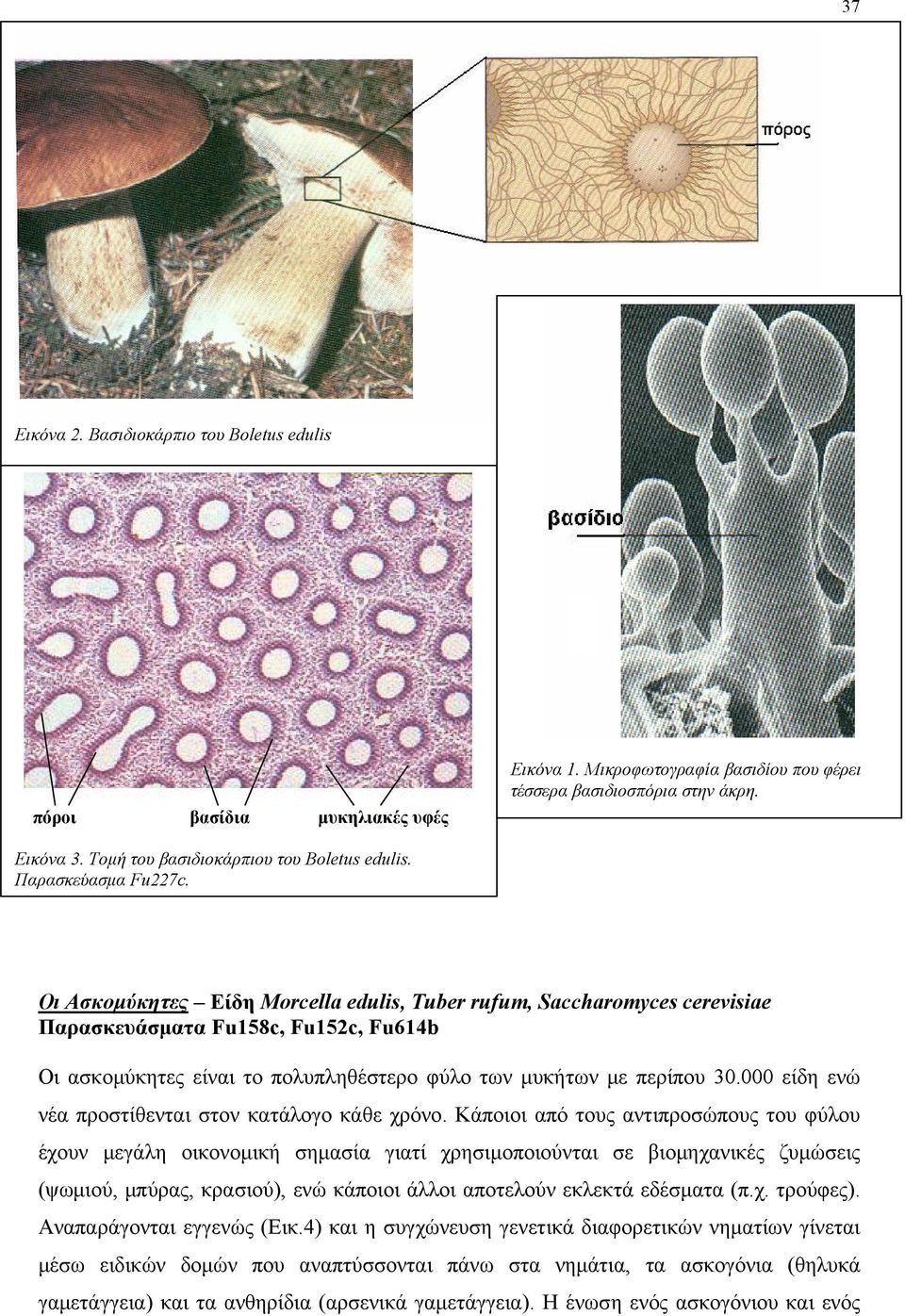 Οι Ασκομύκητες Είδη Morcella edulis, Tuber rufum, Saccharomyces cerevisiae Παρασκευάσματα Fu158c, Fu152c, Fu614b Οι ασκομύκητες είναι το πολυπληθέστερο φύλο των μυκήτων με περίπου 30.