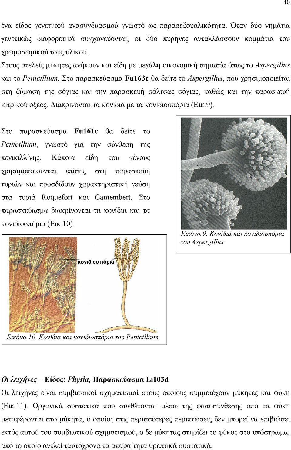 Στο παρασκεύασμα Fu163c θα δείτε το Aspergillus, που χρησιμοποιείται στη ζύμωση της σόγιας και την παρασκευή σάλτσας σόγιας, καθώς και την παρασκευή κιτρικού οξέος.