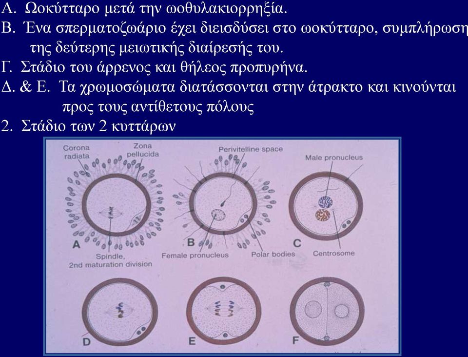 μειωτικής διαίρεσής του. Γ. Στάδιο του άρρενος και θήλεος προπυρήνα. Δ.