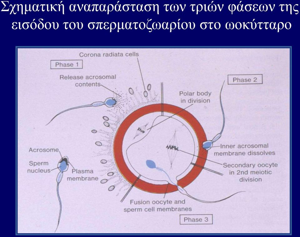 τριών φάσεων της