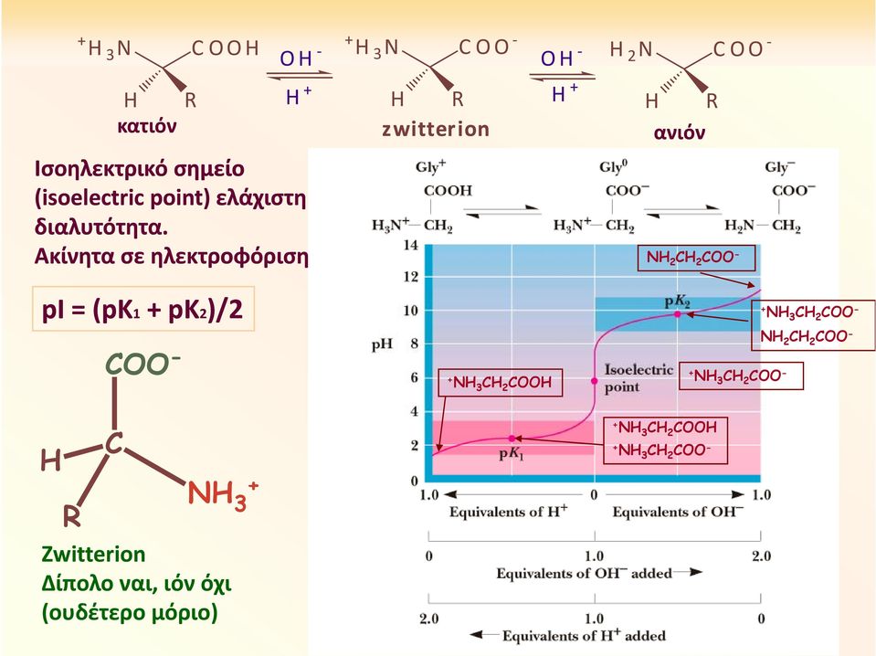Ακίνητα σε ηλεκτροφόριση NH 2 CH 2 COO - pi = (pk1 + pk2)/2 H R COO - C NH + 3 Ζwitterion