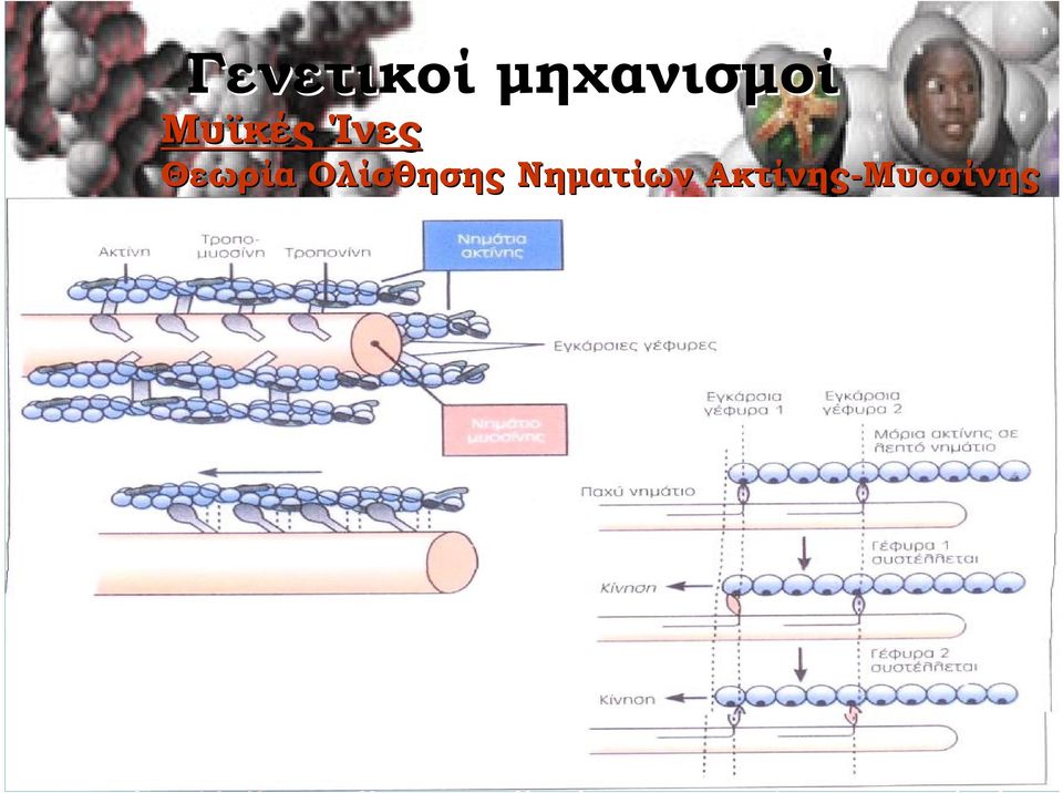 Ακτίνης-Μυοσίνης Τεστ Αξιολόγησης