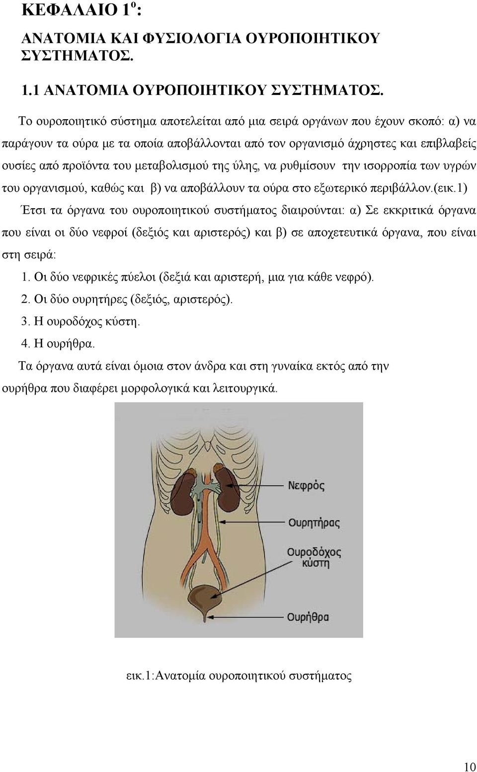 μεταβολισμού της ύλης, να ρυθμίσουν την ισορροπία των υγρών του οργανισμού, καθώς και β) να αποβάλλουν τα ούρα στο εξωτερικό περιβάλλον.(εικ.