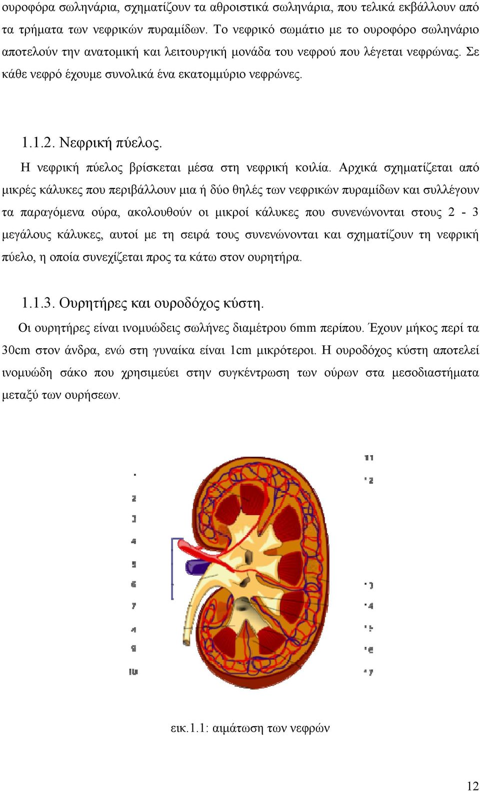 Νεφρική πύελος. Η νεφρική πύελος βρίσκεται μέσα στη νεφρική κοιλία.