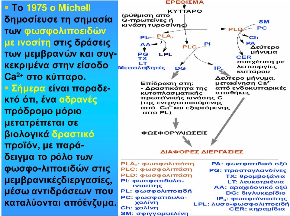 Σήµερα είναι παραδεκτό ότι, ένα αδρανές πρόδροµο µόριο µετατρέπεται σε βιολογικά